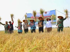Dukung Swasembada Pangan Nasional, Kota Pekalongan Berhasil Panen Padi Biosalin di Lahan Eks Rob