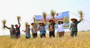 Dukung Swasembada Pangan Nasional, Kota Pekalongan Berhasil Panen Padi Biosalin di Lahan Eks Rob