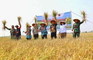 Dukung Swasembada Pangan Nasional, Kota Pekalongan Berhasil Panen Padi Biosalin di Lahan Eks Rob