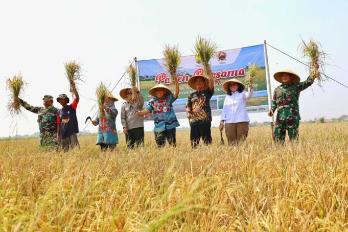 Dukung Swasembada Pangan Nasional, Kota Pekalongan Berhasil Panen Padi Biosalin di Lahan Eks Rob