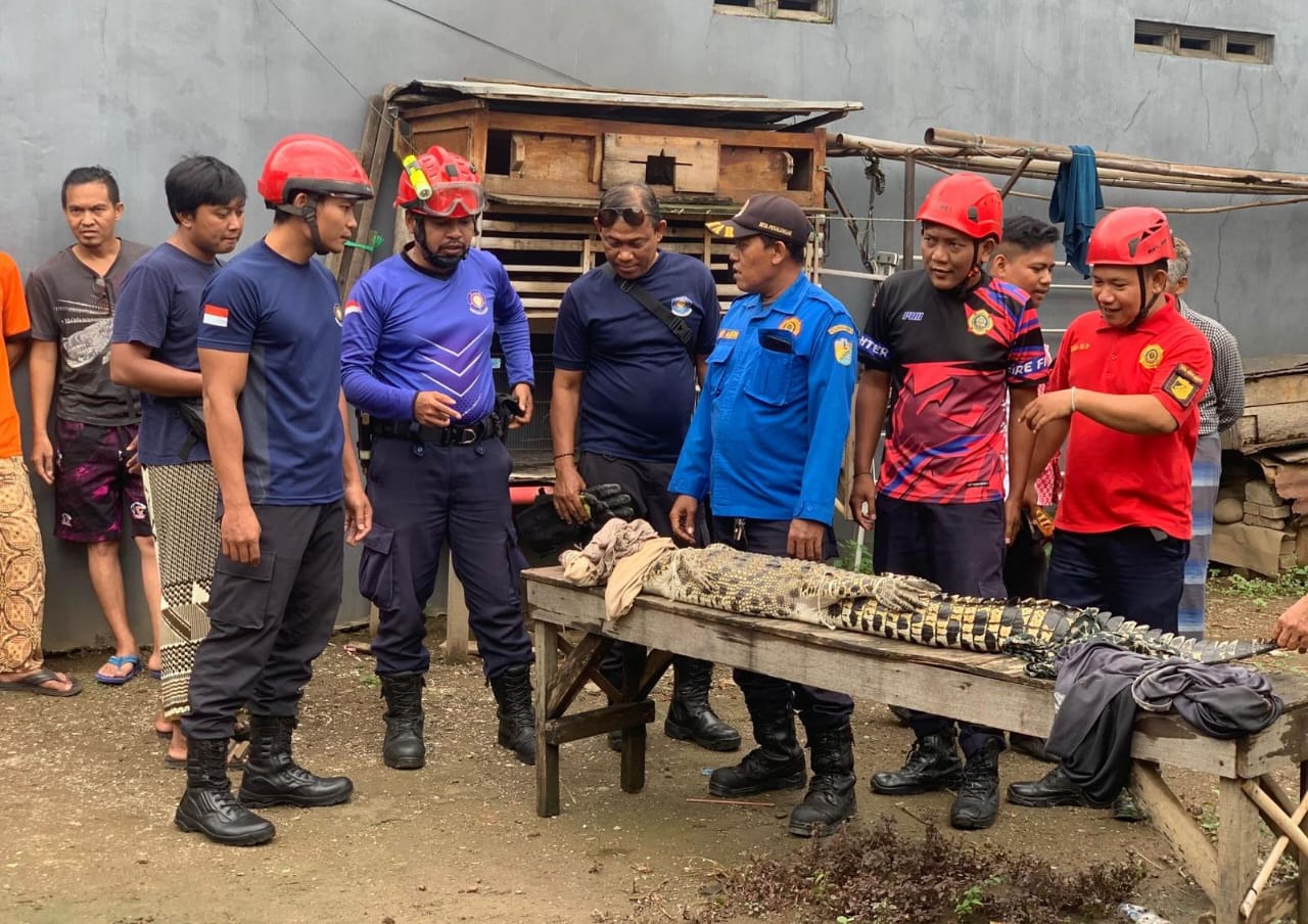 Diserang Buaya Liar, Seorang Warga Alami Luka-Luka, Penemuan Se-ekor Buaya di Kuripan Pekalongan