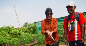 Wakil Walikota Balgis Tinjau Green Park Seruni, Manfaatkan Lahan Tak Produktif Jadi Kolam Ikan Patin