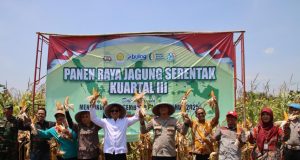 Pemkot Pekalongan – Polres Pekalongan Kota Panen Raya Jagung, Dukung Swasembada Pangan