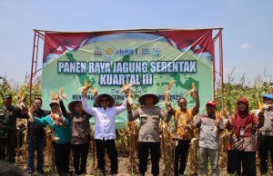 Pemkot Pekalongan – Polres Pekalongan Kota Panen Raya Jagung, Dukung Swasembada Pangan