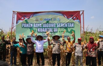 Pemkot Pekalongan-Polres Pekalongan Kota Panen Jagung, Sinergi Wujudkan Swasembada Pangan